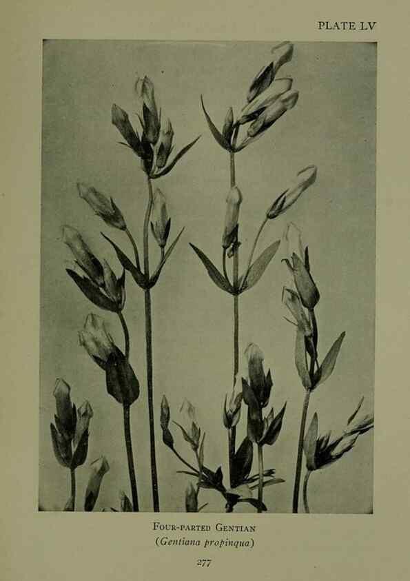 Reproducción/Reproduction 48593998232: Wild flowers of the North American mountains /. New York :R.M. McBride,1915.. 