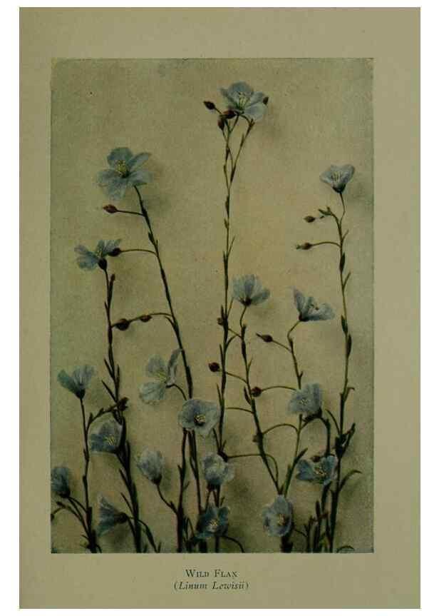 Reproducción/Reproduction 48593997582: Wild flowers of the North American mountains /. New York :R.M. McBride,1915.. 