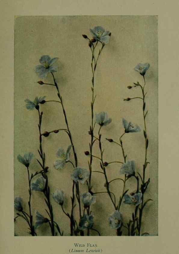 Reproducción/Reproduction 48593997582: Wild flowers of the North American mountains /. New York :R.M. McBride,1915.. 
