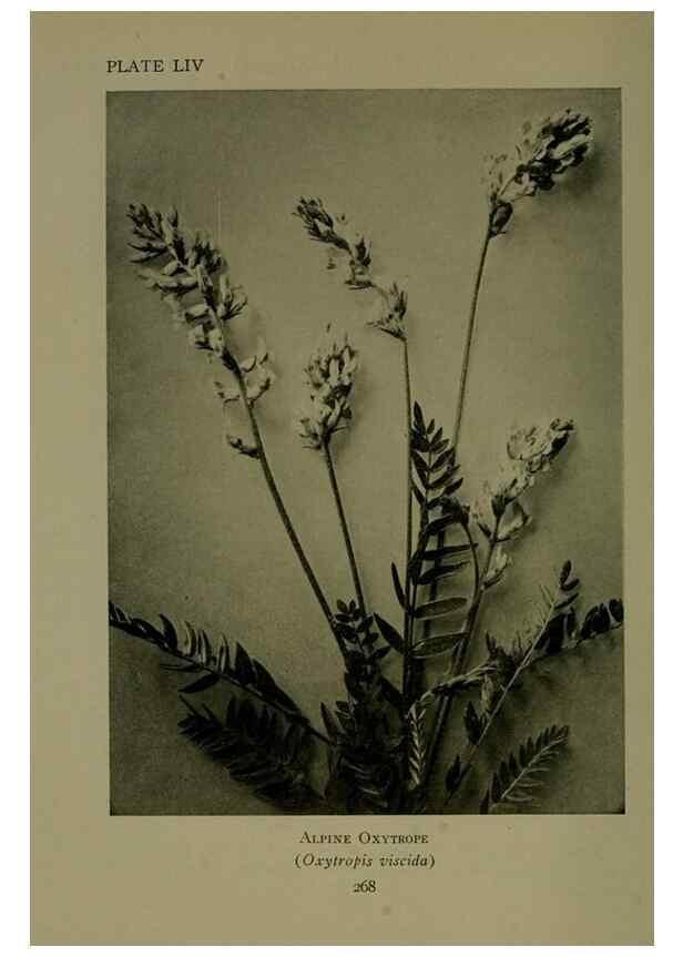 Reproducción/Reproduction 48593997077: Wild flowers of the North American mountains /. New York :R.M. McBride,1915.. 