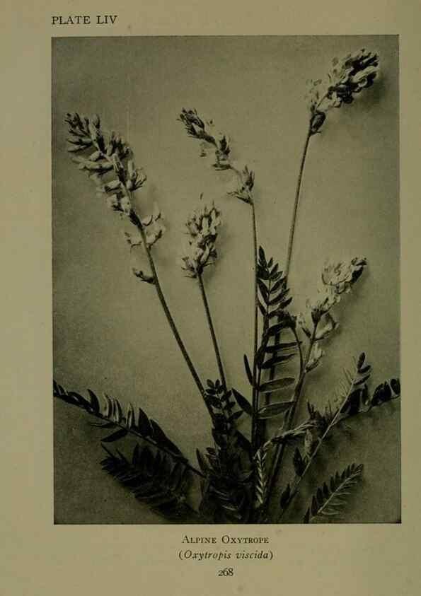 Reproducción/Reproduction 48593997077: Wild flowers of the North American mountains /. New York :R.M. McBride,1915.. 