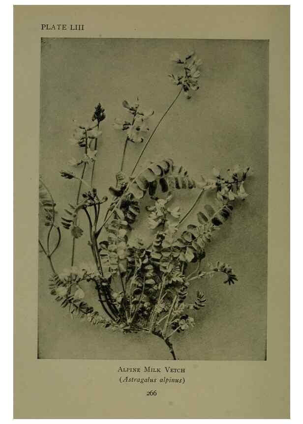 Reproducción/Reproduction 48593996667: Wild flowers of the North American mountains /. New York :R.M. McBride,1915.. 