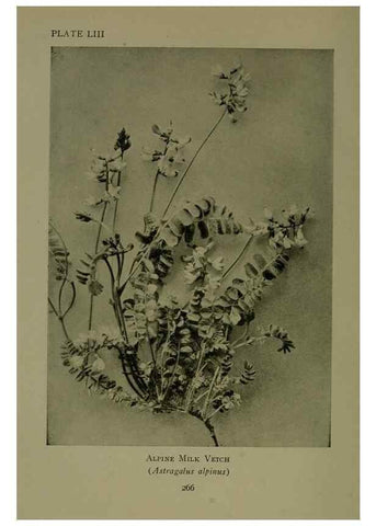 Reproducción/Reproduction 48593996667: Wild flowers of the North American mountains /. New York :R.M. McBride,1915.. 