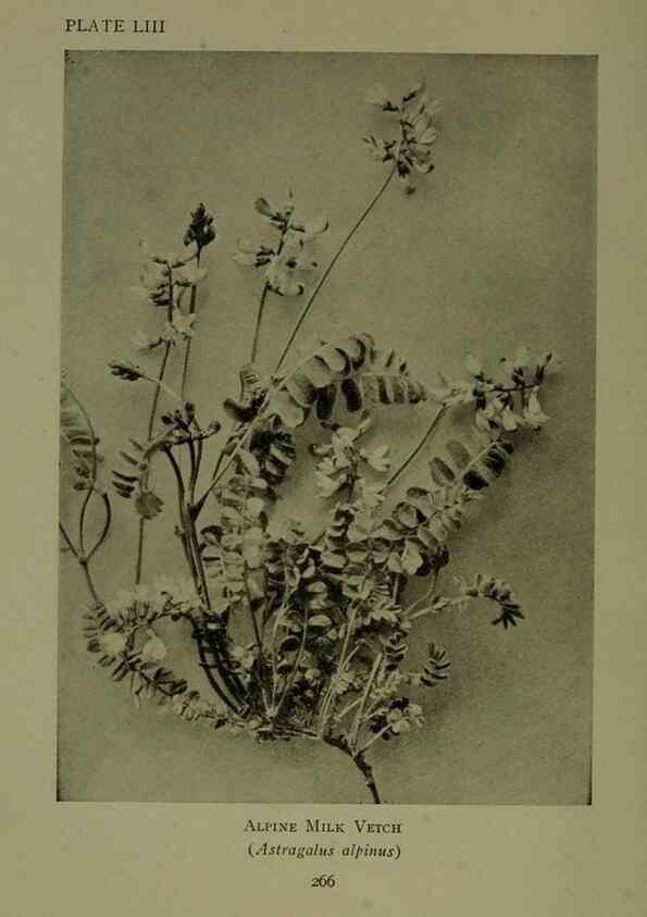 Reproducción/Reproduction 48593996667: Wild flowers of the North American mountains /. New York :R.M. McBride,1915.. 