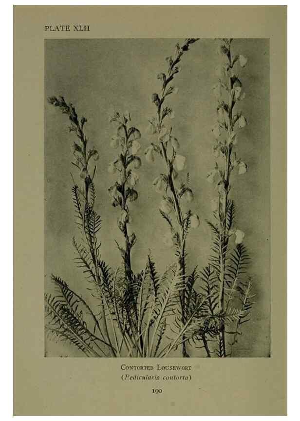 Reproducción/Reproduction 48593849036: Wild flowers of the North American mountains /. New York :R.M. McBride,1915.. 