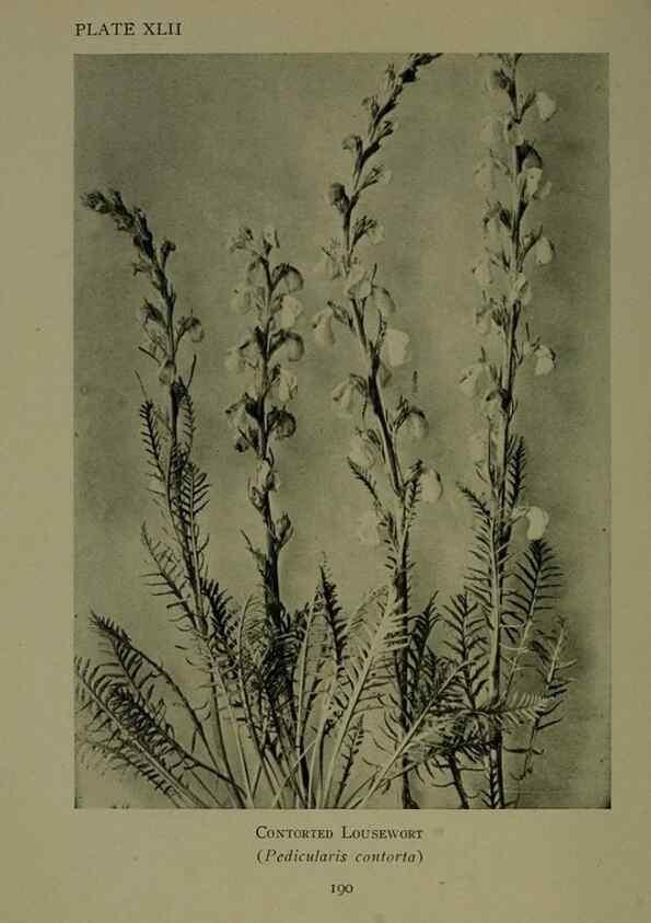 Reproducción/Reproduction 48593849036: Wild flowers of the North American mountains /. New York :R.M. McBride,1915.. 
