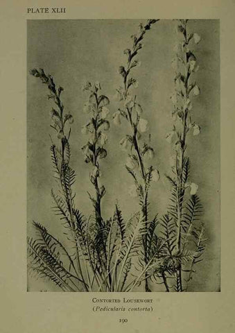 Reproducción/Reproduction 48593849036: Wild flowers of the North American mountains /. New York :R.M. McBride,1915.. 