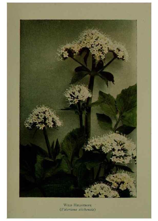 Reproducción/Reproduction 48593990502: Wild flowers of the North American mountains /. New York :R.M. McBride,1915.. 