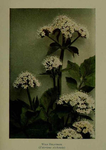Reproducción/Reproduction 48593990502: Wild flowers of the North American mountains /. New York :R.M. McBride,1915.. 