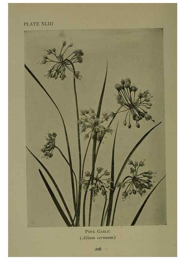Reproducción/Reproduction 48593850071: Wild flowers of the North American mountains /. New York :R.M. McBride,1915.. 