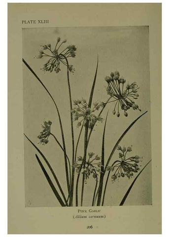 Reproducción/Reproduction 48593850071: Wild flowers of the North American mountains /. New York :R.M. McBride,1915.. 