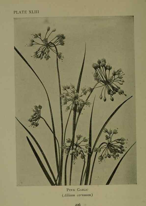 Reproducción/Reproduction 48593850071: Wild flowers of the North American mountains /. New York :R.M. McBride,1915.. 