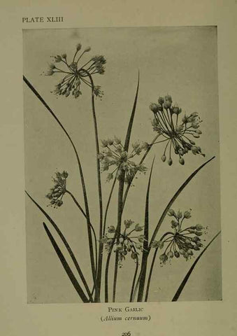 Reproducción/Reproduction 48593850071: Wild flowers of the North American mountains /. New York :R.M. McBride,1915.. 