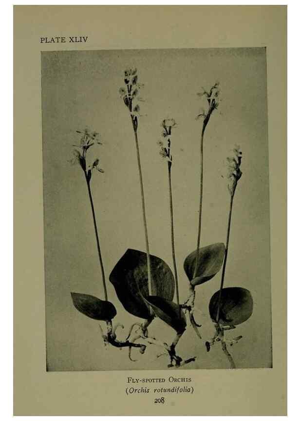 Reproducción/Reproduction 48593991512: Wild flowers of the North American mountains /. New York :R.M. McBride,1915.. 