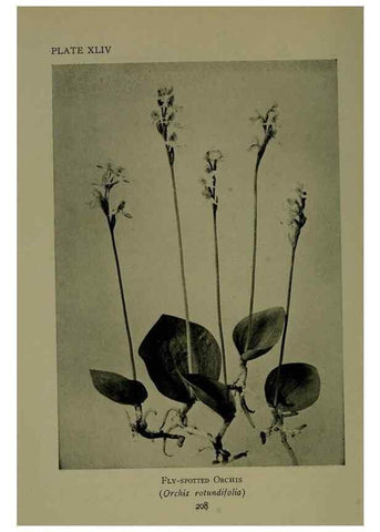 Reproducción/Reproduction 48593991512: Wild flowers of the North American mountains /. New York :R.M. McBride,1915.. 