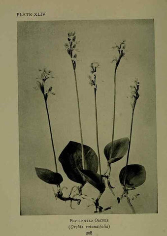 Reproducción/Reproduction 48593991512: Wild flowers of the North American mountains /. New York :R.M. McBride,1915.. 