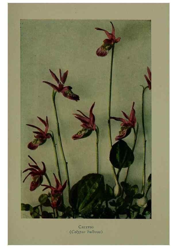 Reproducción/Reproduction 48593991927: Wild flowers of the North American mountains /. New York :R.M. McBride,1915.. 
