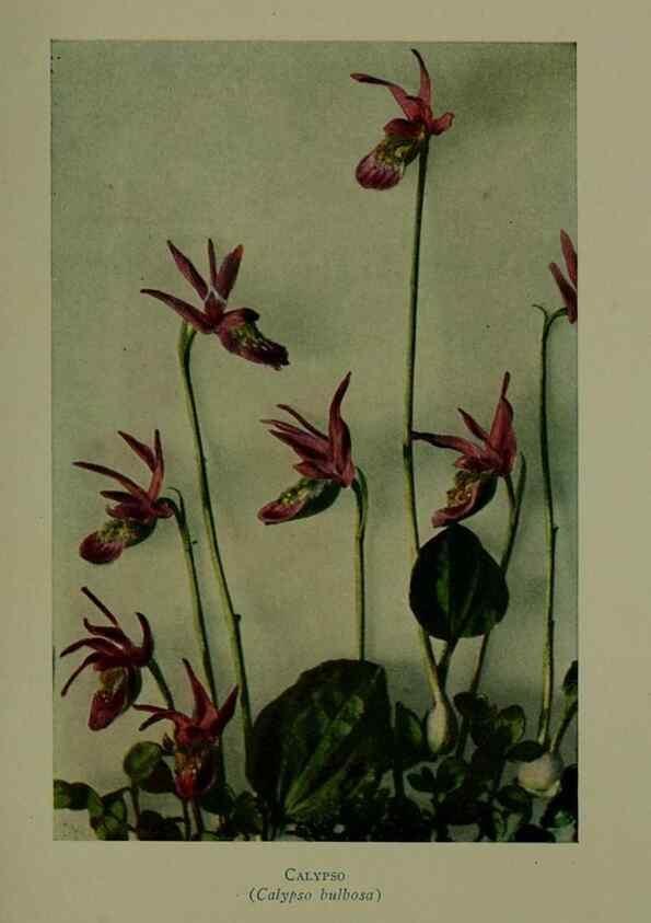 Reproducción/Reproduction 48593991927: Wild flowers of the North American mountains /. New York :R.M. McBride,1915.. 