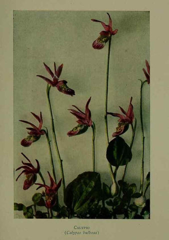 Reproducción/Reproduction 48593991927: Wild flowers of the North American mountains /. New York :R.M. McBride,1915.. 