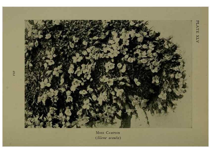 Reproducción/Reproduction 48593851271: Wild flowers of the North American mountains /. New York :R.M. McBride,1915.. 