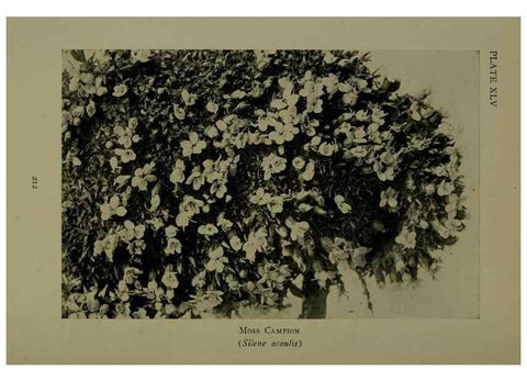 Reproducción/Reproduction 48593851271: Wild flowers of the North American mountains /. New York :R.M. McBride,1915.. 