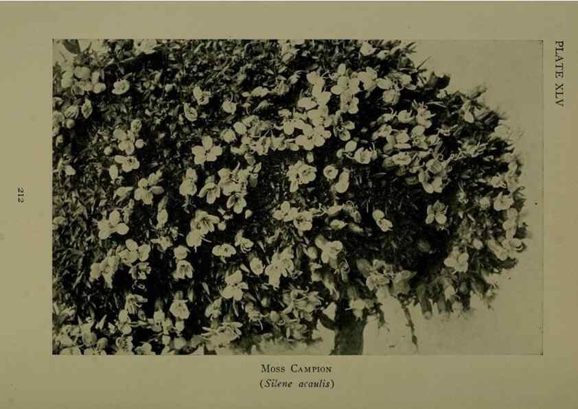 Reproducción/Reproduction 48593851271: Wild flowers of the North American mountains /. New York :R.M. McBride,1915.. 
