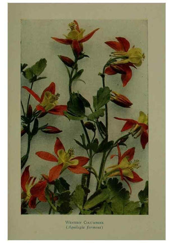 Reproducción/Reproduction 48593851816: Wild flowers of the North American mountains /. New York :R.M. McBride,1915.. 