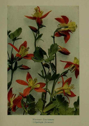 Reproducción/Reproduction 48593851816: Wild flowers of the North American mountains /. New York :R.M. McBride,1915.. 