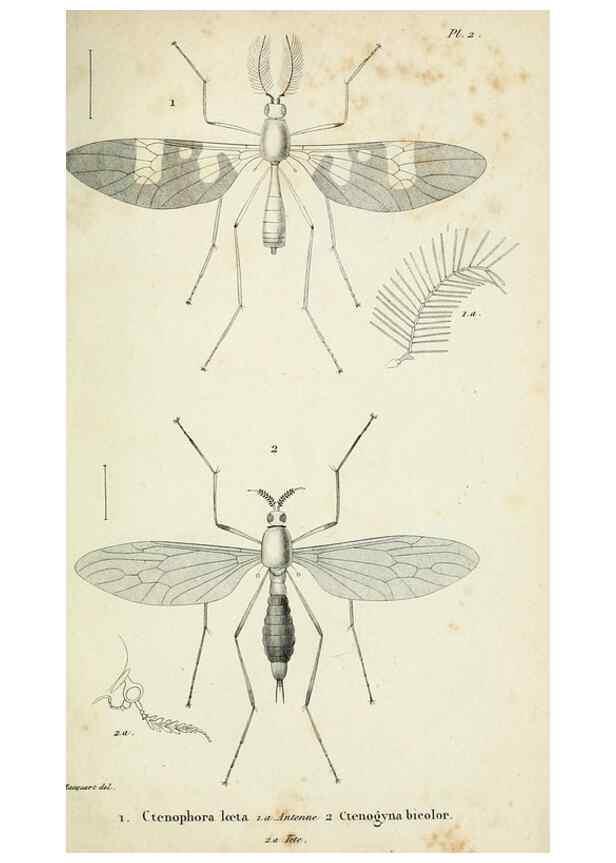 Reproducción/Reproduction 48601850681: Diptères exotiques nouveaux ou peu connus. Paris :Roret,1838-[43]. 