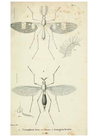 Reproducción/Reproduction 48601850681: Diptères exotiques nouveaux ou peu connus. Paris :Roret,1838-[43]. 