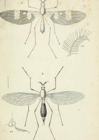 Reproducción/Reproduction 48601850681: Diptères exotiques nouveaux ou peu connus. Paris :Roret,1838-[43]. 