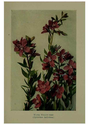 Reproducción/Reproduction 48593852241: Wild flowers of the North American mountains /. New York :R.M. McBride,1915.. 