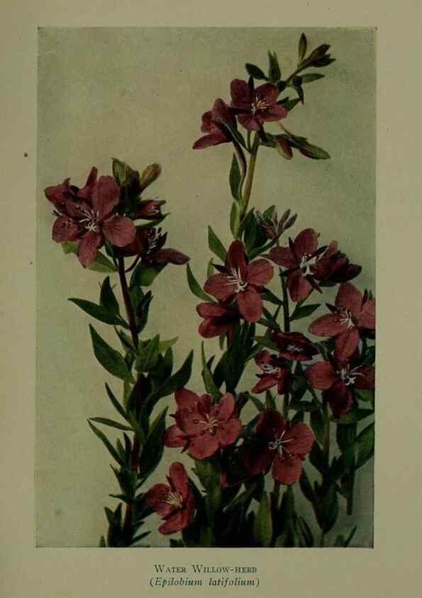 Reproducción/Reproduction 48593852241: Wild flowers of the North American mountains /. New York :R.M. McBride,1915.. 