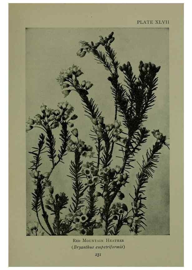 Reproducción/Reproduction 48593853231: Wild flowers of the North American mountains /. New York :R.M. McBride,1915.. 
