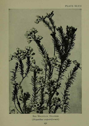 Reproducción/Reproduction 48593853231: Wild flowers of the North American mountains /. New York :R.M. McBride,1915.. 
