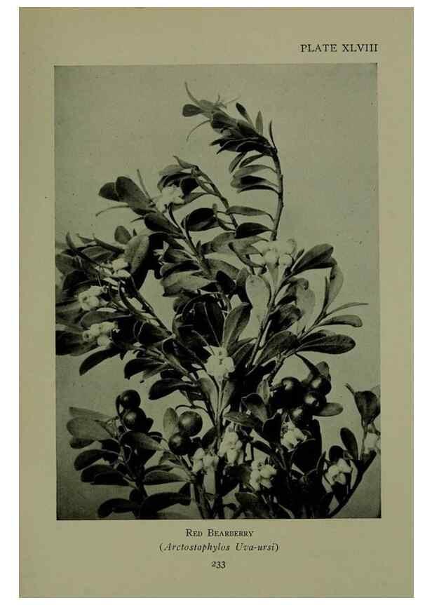 Reproducción/Reproduction 48593853586: Wild flowers of the North American mountains /. New York :R.M. McBride,1915.. 
