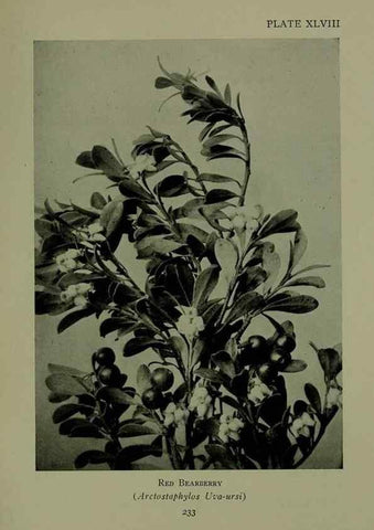 Reproducción/Reproduction 48593853586: Wild flowers of the North American mountains /. New York :R.M. McBride,1915.. 