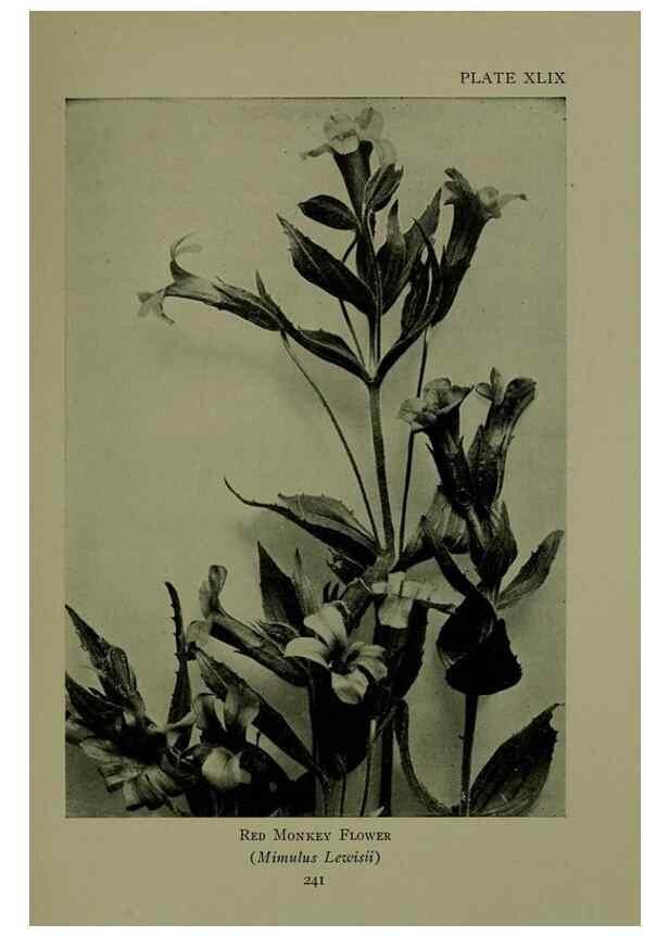 Reproducción/Reproduction 48593853961: Wild flowers of the North American mountains /. New York :R.M. McBride,1915.. 