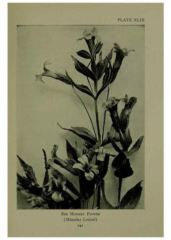 Reproducción/Reproduction 48593853961: Wild flowers of the North American mountains /. New York :R.M. McBride,1915.. 