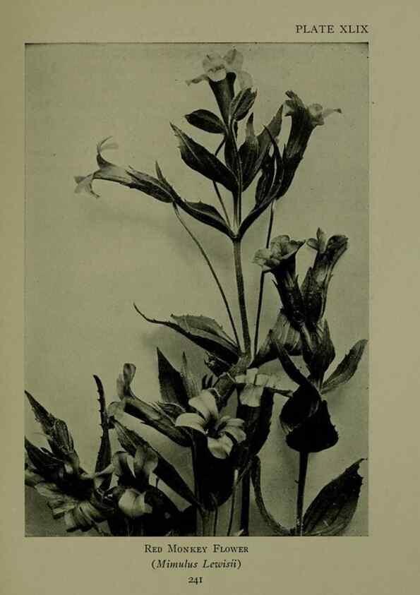 Reproducción/Reproduction 48593853961: Wild flowers of the North American mountains /. New York :R.M. McBride,1915.. 