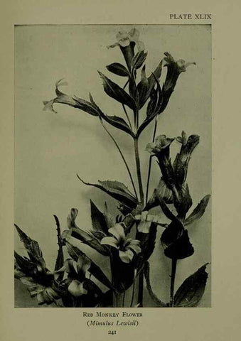 Reproducción/Reproduction 48593853961: Wild flowers of the North American mountains /. New York :R.M. McBride,1915.. 