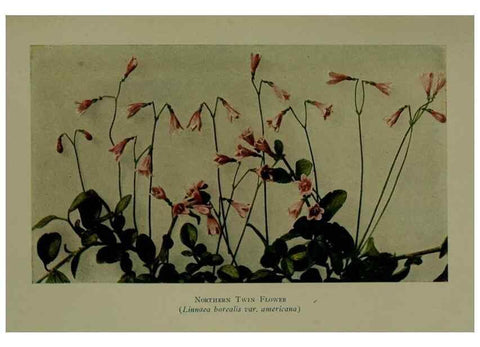 Reproducción/Reproduction 48593995027: Wild flowers of the North American mountains /. New York :R.M. McBride,1915.. 