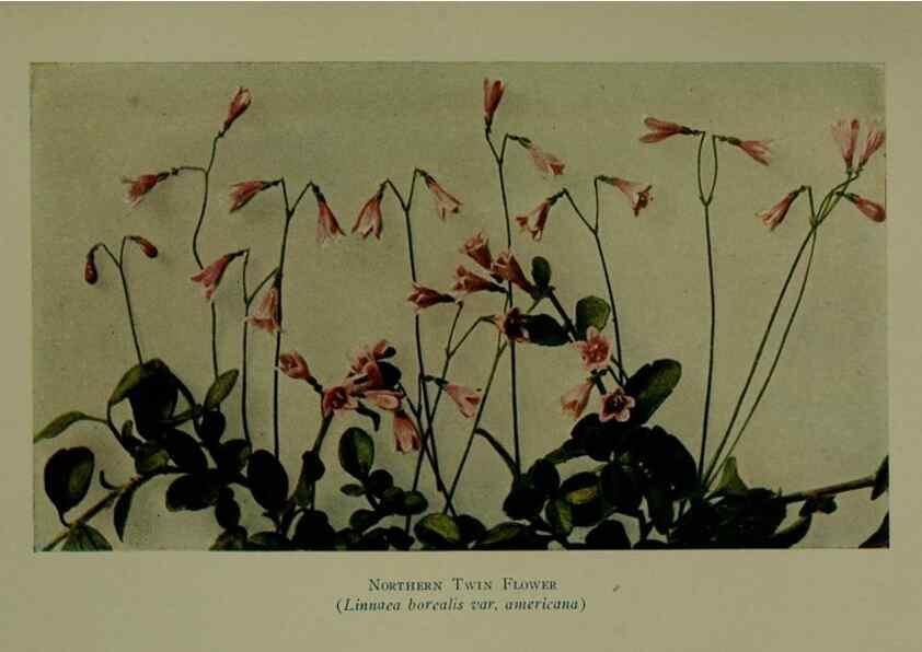 Reproducción/Reproduction 48593995027: Wild flowers of the North American mountains /. New York :R.M. McBride,1915.. 