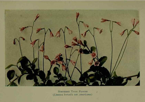 Reproducción/Reproduction 48593995027: Wild flowers of the North American mountains /. New York :R.M. McBride,1915.. 
