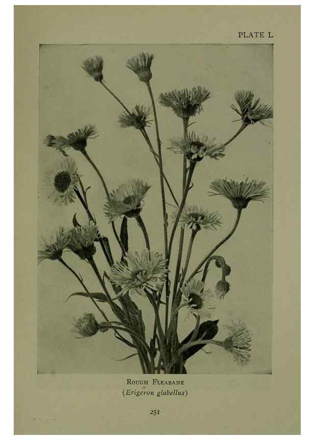 Reproducción/Reproduction 48593854716: Wild flowers of the North American mountains /. New York :R.M. McBride,1915.. 