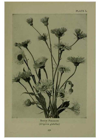 Reproducción/Reproduction 48593854716: Wild flowers of the North American mountains /. New York :R.M. McBride,1915.. 