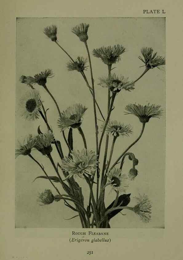 Reproducción/Reproduction 48593854716: Wild flowers of the North American mountains /. New York :R.M. McBride,1915.. 