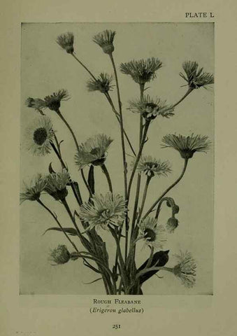 Reproducción/Reproduction 48593854716: Wild flowers of the North American mountains /. New York :R.M. McBride,1915.. 