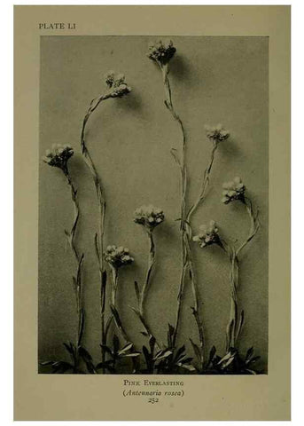 Reproducción/Reproduction 48593855211: Wild flowers of the North American mountains /. New York :R.M. McBride,1915.. 