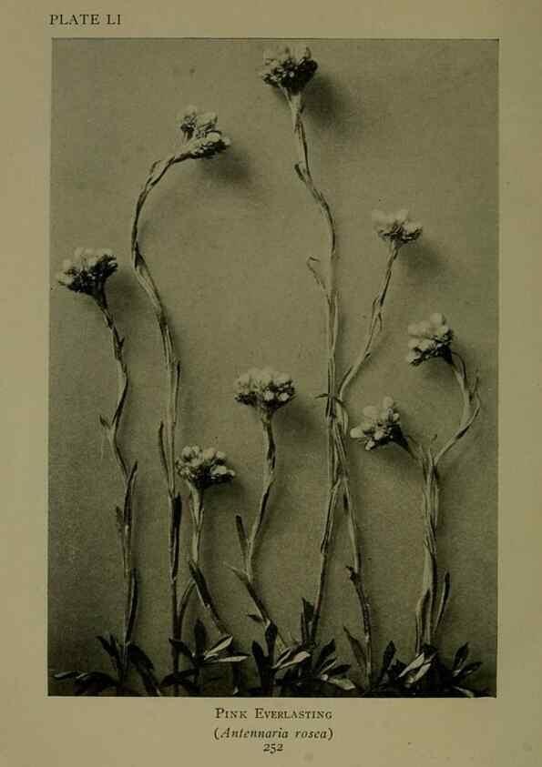Reproducción/Reproduction 48593855211: Wild flowers of the North American mountains /. New York :R.M. McBride,1915.. 
